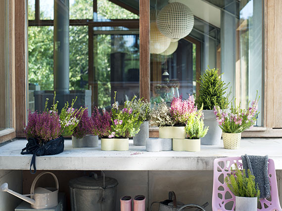 Plantas de flor infalibles para la terraza de otoño e invierno